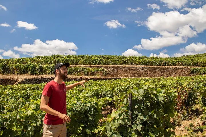 Terraced vineyards above the Douro River on a complete Douro Valley wine tour from Porto with lunch and river cruise, Portugal