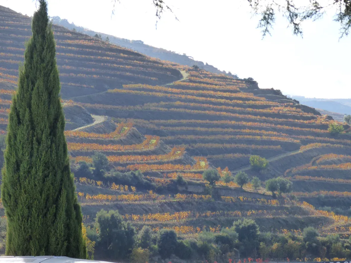 Autumn vineyard terraces on a three-course lunch Douro Valley wine tour from Porto