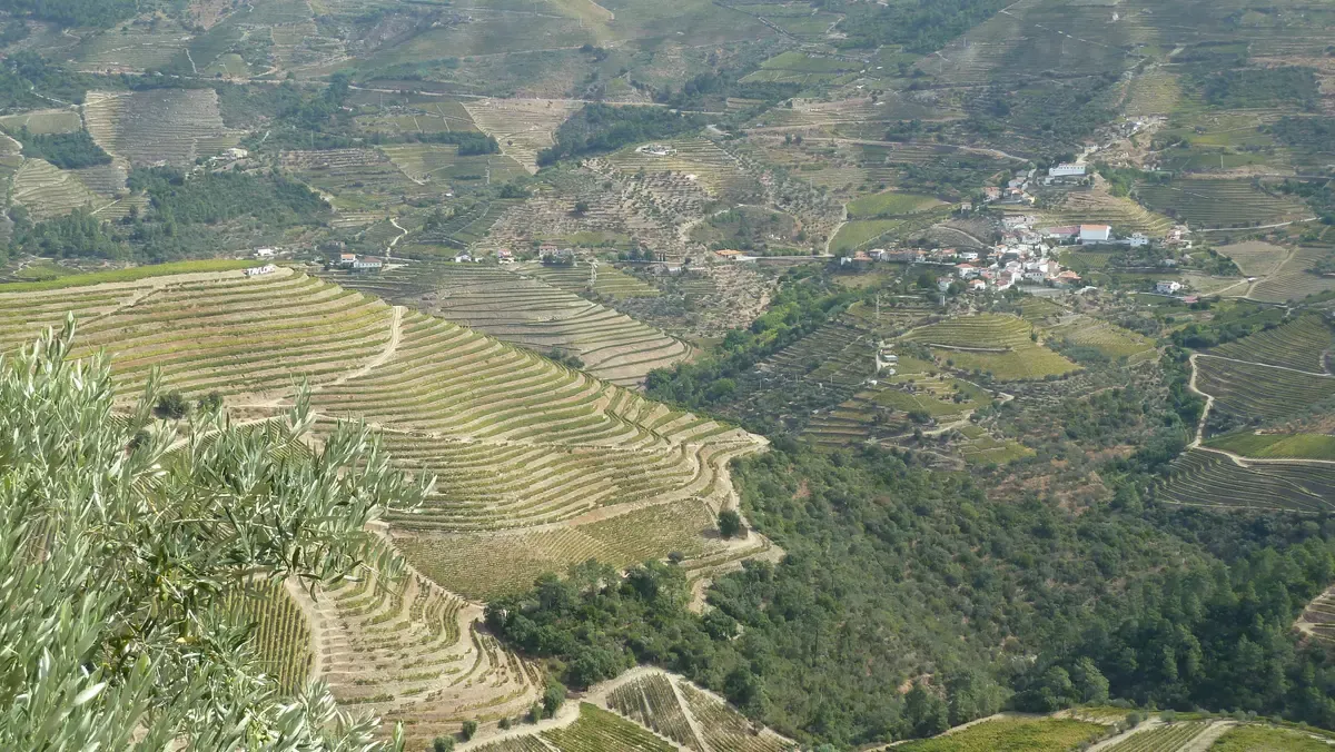 Terraced Alto Douro vineyards seen on a small group lunch cruise Douro Valley wine tour from Porto