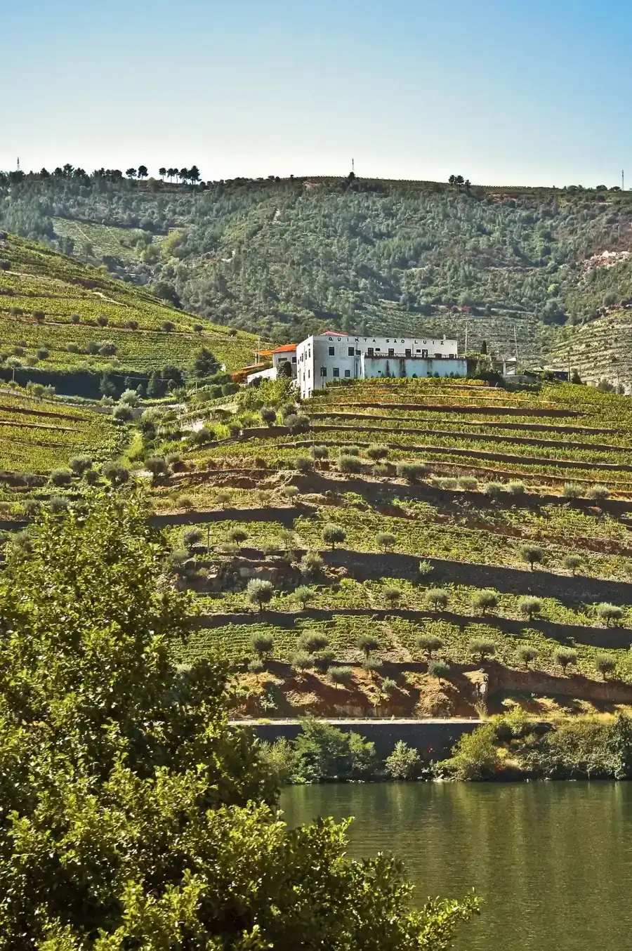 Quinta de São Luiz vineyards above the river on a boutique wineries Douro Valley wine tour from Porto