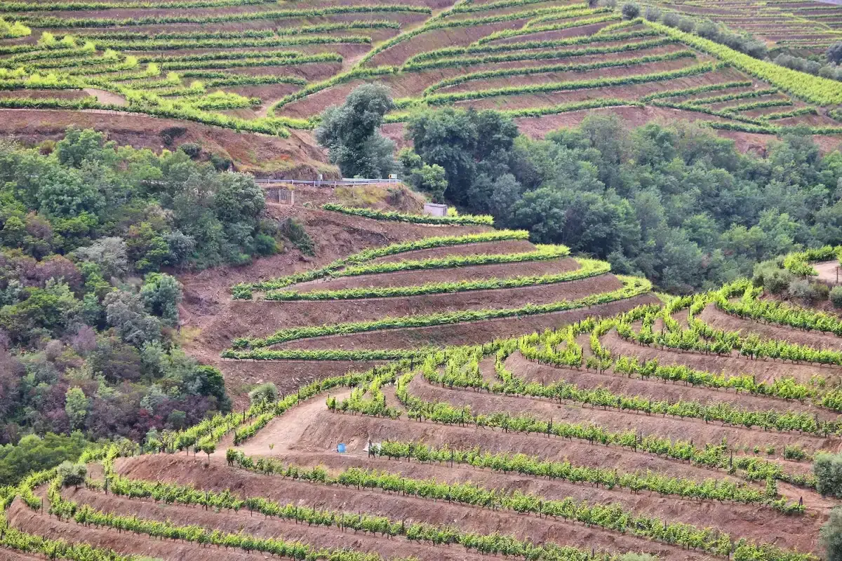 Terraced Douro vineyards near Peso da Régua on a two wine regions Douro Valley wine tour from Porto