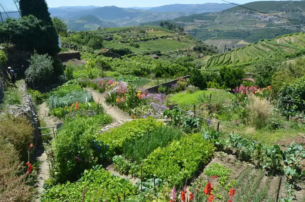 Terraced garden above Douro vineyards on a half day Douro Valley wine tour from Porto