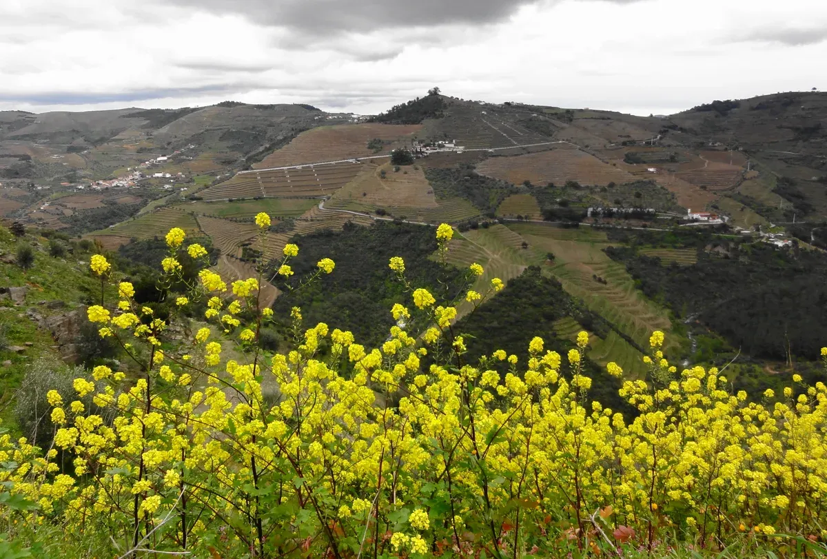 Douro valley vineyards in spring on a three-course lunch Douro Valley wine tour from Porto