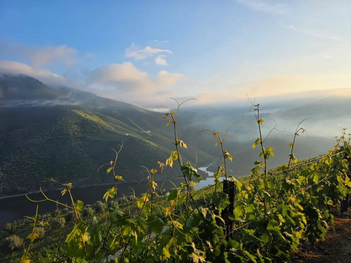 Vine rows above the misty Douro valley, wineries visited on a Douro Valley wine tour from Porto