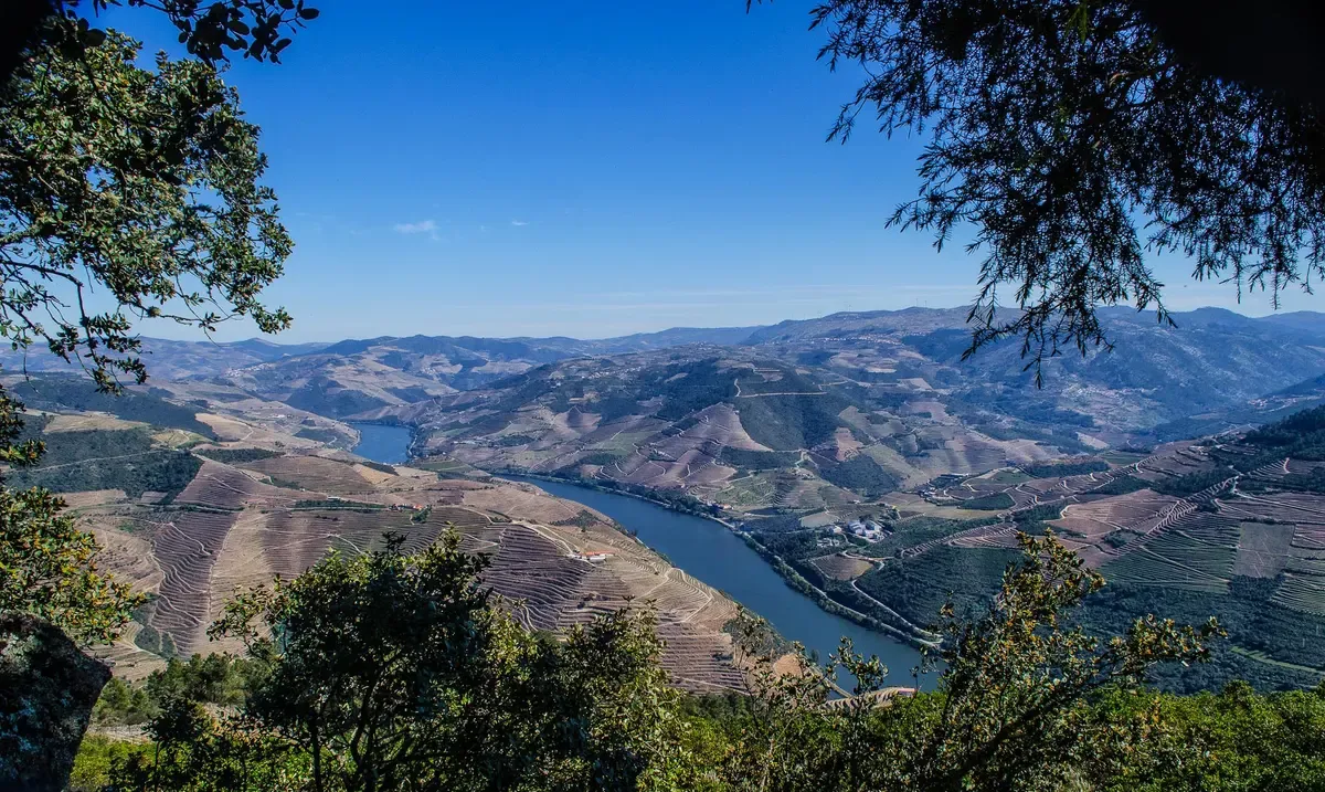 Douro river and terraced slopes framed by trees at Galafura on a private Douro Valley wine tour from Porto