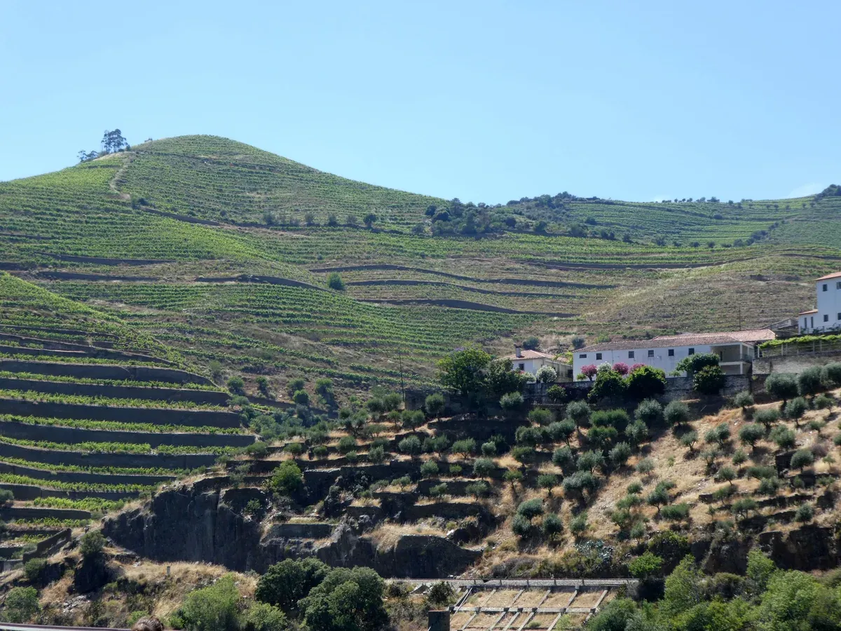 White quinta buildings among terraced vineyards in the Douro Valley on a Douro Valley wine tour from Porto